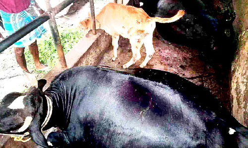 മിന്നലേറ്റ് പശുക്കൾ ചത്തു