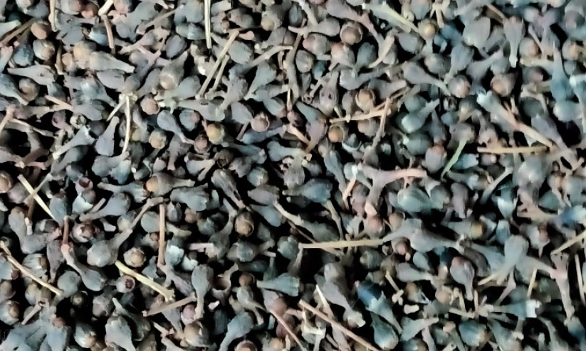 കറുപ്പക്കായ്ക്ക് റെക്കോഡ് വില; ഒരു കിലോക്ക് 1300 കടന്ന് കറുപ്പക്കായ്ക്ക് റെക്കോഡ് വില; ഒരു കിലോക്ക് 1300 കടന്ന്