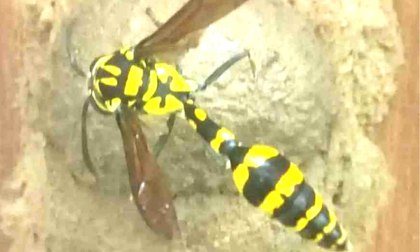 potter wasp potter wasp