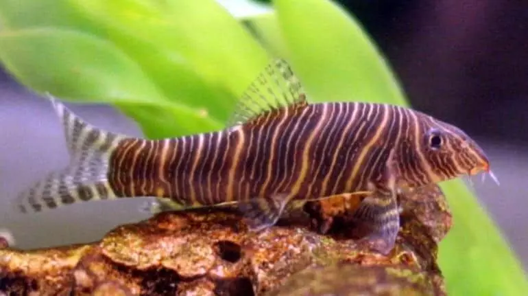 Zebra-loach