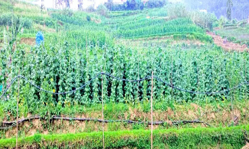 crops in vattavada crops in vattavada