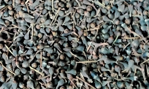 കറുപ്പക്കായ്​ക്ക് റെക്കോഡ് വില; ഒര​ു കിലോക്ക്​ 1300 കടന്ന്​