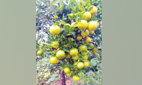 കോവിഡ്​ ലോക്കിൽ കൂർഗ്​​ ഓറഞ്ച് കർഷകരും​