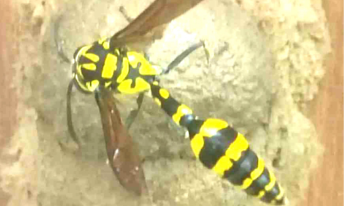 potter wasp