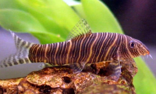 Zebra-loach