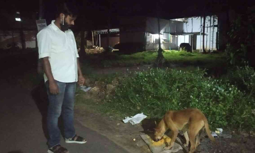 shamseer bava strret dogs