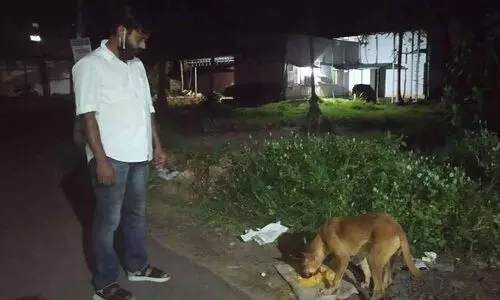 shamseer bava strret dogs