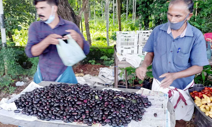 തിളങ്ങുന്ന ഞാവൽപഴം; വഴിയോര വിപണിയിൽ കൗതുകം