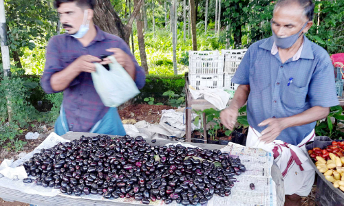 തിളങ്ങുന്ന ഞാവൽപഴം; വഴിയോര വിപണിയിൽ കൗതുകം