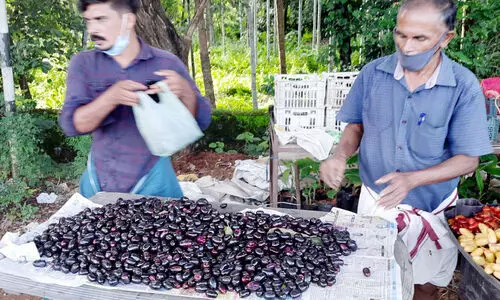 തിളങ്ങുന്ന ഞാവൽപഴം; വഴിയോര വിപണിയിൽ കൗതുകം