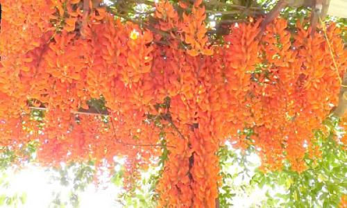 ഫിലിപ്പീന്സിലെ പൂക്കൾ ഹൈറേഞ്ചിലെ മണ്ണിൽ ഫിലിപ്പീന്സിലെ പൂക്കൾ ഹൈറേഞ്ചിലെ മണ്ണിൽ