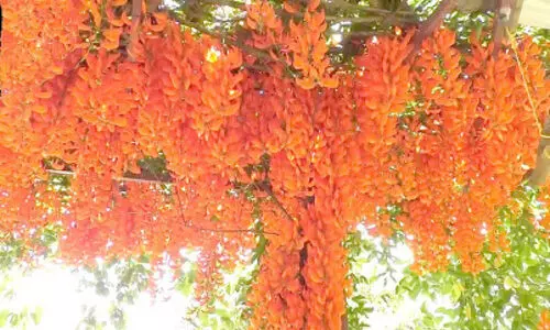 ഫിലിപ്പീന്‍സിലെ ​പൂക്കൾ​ ​ ഹൈറേഞ്ചിലെ മണ്ണിൽ