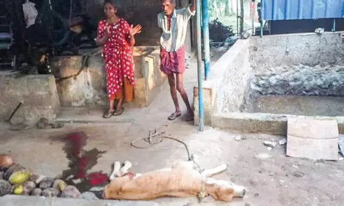 cow was bitten by a tiger