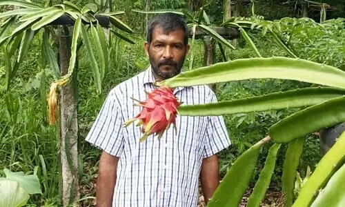 വേണമെങ്കിൽ ഡ്രാഗൺ ഫ്രൂട്ട് ഇവിടെയും വിളയും