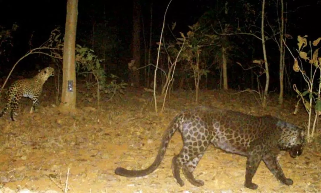 വന്യജീവി ആരാധകര്‍ക്കൊരു സന്തോഷ വാര്‍ത്ത:  ഇനി, കറുത്തപുള്ളിപ്പുലിയെ കാണാം