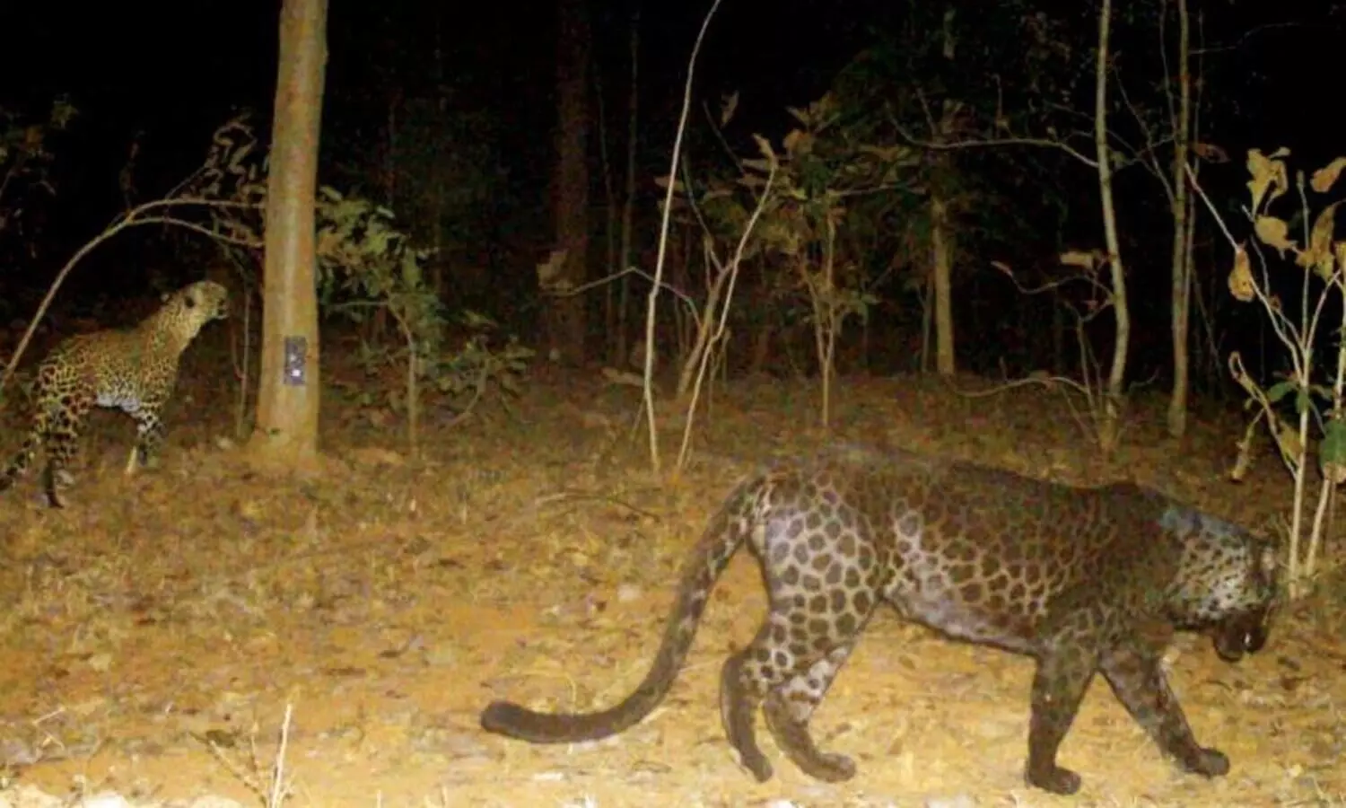 വന്യജീവി ആരാധകര്‍ക്കൊരു സന്തോഷ വാര്‍ത്ത:  ഇനി, കറുത്തപുള്ളിപ്പുലിയെ കാണാം