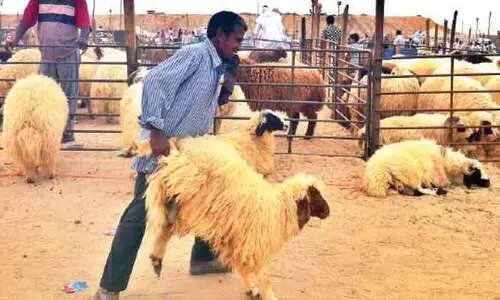 ബ​ലി​പെ​രു​ന്നാ​ൾ: കു​വൈ​ത്തി​ൽ ആ​ടു​വി​ല ഉ​യ​രു​ന്നു