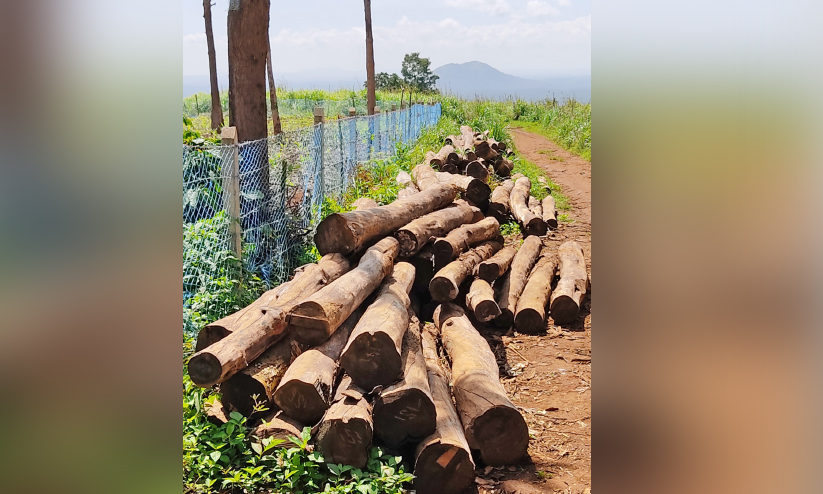 മംഗലശ്ശേരി മലയിലെ മരംമുറി റവന്യൂ വകുപ്പ് തടഞ്ഞു