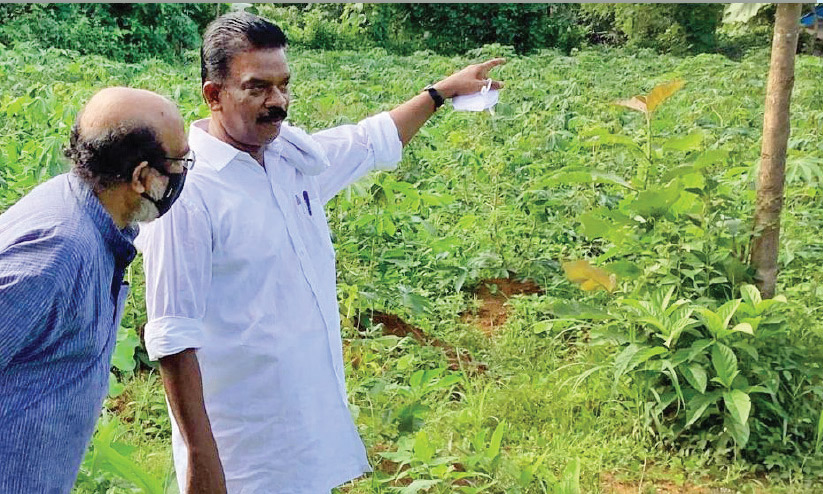 മന്ത്രി രാധാകൃഷ്ണ​െൻറ കപ്പ കൃഷി നഷ്​ടം; കൃഷി മന്ത്രി അന്വേഷിക്കണമെന്ന്​ തോമസ് ​െഎസക്