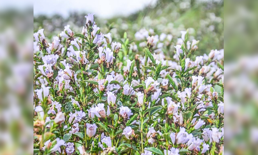 കിഴക്കാതി മലനിരകളിൽ നീലക്കുറിഞ്ഞി പൂത്തു
