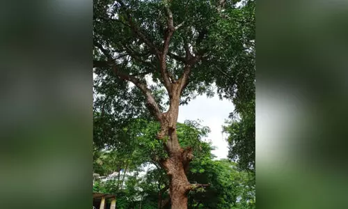 ഇതുപോലൊരു പേരും പെരുമയും ലോകത്ത്​ മറ്റൊരു മാവിനുണ്ടാകില്ല