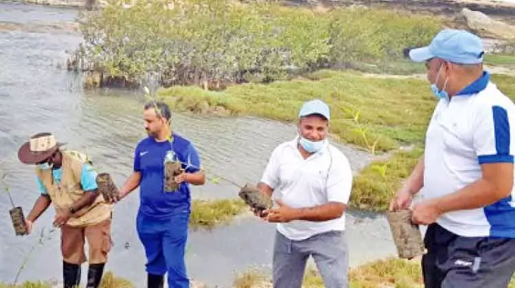 ദോഫാറിൽ ആയിരം കണ്ടൽ ചെടികൾ നട്ടു ദോഫാറിൽ ആയിരം കണ്ടൽ ചെടികൾ നട്ടു