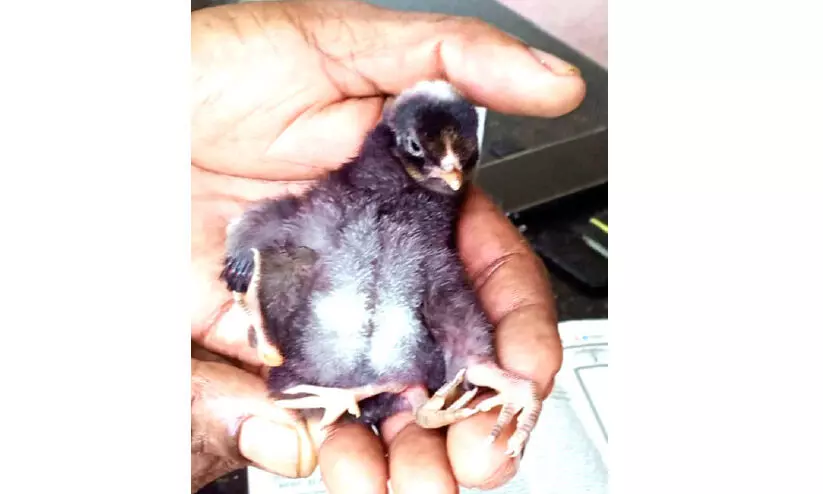 നാലുകാലുമായി കോഴിക്കുഞ്ഞ്; കൗതുകത്തോടെ നാട്ടുകാർ