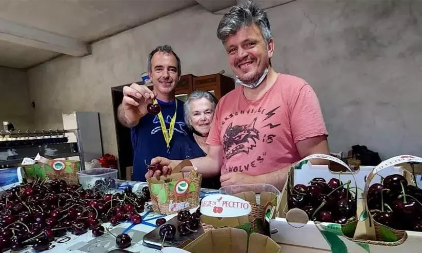 World’s heaviest cherry that weighs 33g grown by farmers in Italy