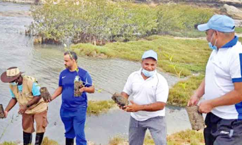 ദോഫാറിൽ ആയിരം കണ്ടൽ ചെടികൾ നട്ടു