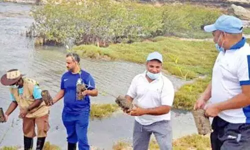 ദോഫാറിൽ ആയിരം കണ്ടൽ ചെടികൾ നട്ടു