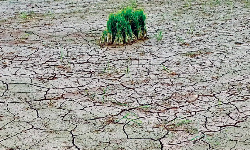 നെൽപാടങ്ങളിൽ കണ്ണീർപ്പെയ്​ത്ത്​; ഞാറു നടാനൊരുക്കിയ പാടങ്ങൾ വിണ്ടുകീറാൻ തുടങ്ങി