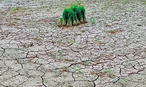 നെൽപാടങ്ങളിൽ കണ്ണീർപ്പെയ്​ത്ത്​; ഞാറു നടാനൊരുക്കിയ പാടങ്ങൾ വിണ്ടുകീറാൻ തുടങ്ങി