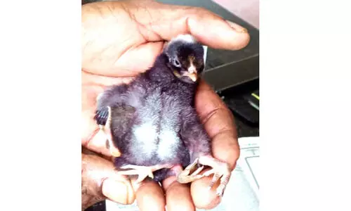 നാലുകാലുമായി കോഴിക്കുഞ്ഞ്; കൗതുകത്തോടെ നാട്ടുകാർ