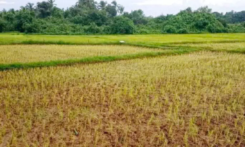 ഞാറുണങ്ങുന്നു; പാടശേഖരങ്ങളിൽ കണ്ണീർമഴ