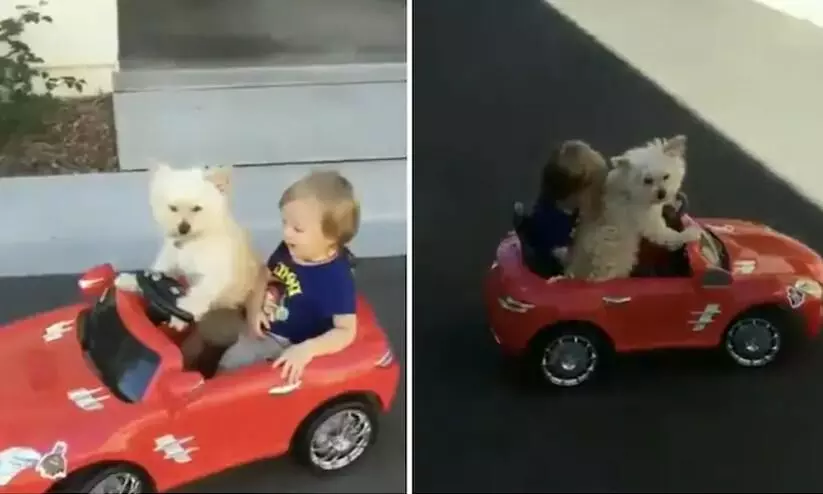 Pet dog drives his little hooman around in toy car Viral Video