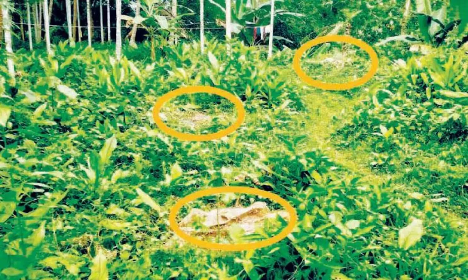 പട്ടയ ഭൂമിയിലെ േതക്കു മുറി: വനം വകുപ്പ് കേസെടുത്തു