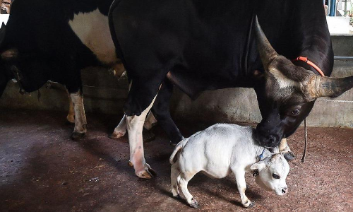 ഈ പശുക്കുഞ്ഞിന്​​ ഉയരം ആകെ 51 സെന്‍റീമീറ്റർ; ഇത്തിരിക്കുഞ്ഞൻ റാണിയാണ്​​​ നാട്ടിൽ താരം