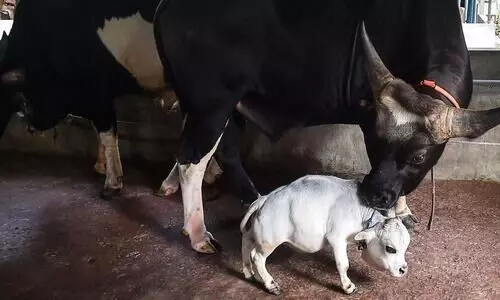 ഈ പശുക്കുഞ്ഞിന്​​ ഉയരം ആകെ 51 സെന്‍റീമീറ്റർ; ഇത്തിരിക്കുഞ്ഞൻ റാണിയാണ്​​​ നാട്ടിൽ താരം