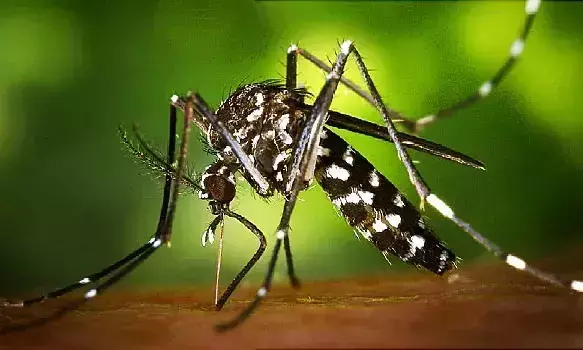 zika 10721 zika 10721