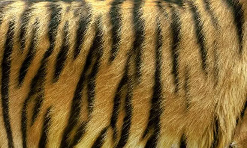 കടുവ, പുള്ളിപ്പുലി തോലുകൾ പിടിച്ചെടുത്തു; ആറു പേർ അറസ്റ്റിൽ കടുവ, പുള്ളിപ്പുലി തോലുകൾ പിടിച്ചെടുത്തു; ആറു പേർ അറസ്റ്റിൽ