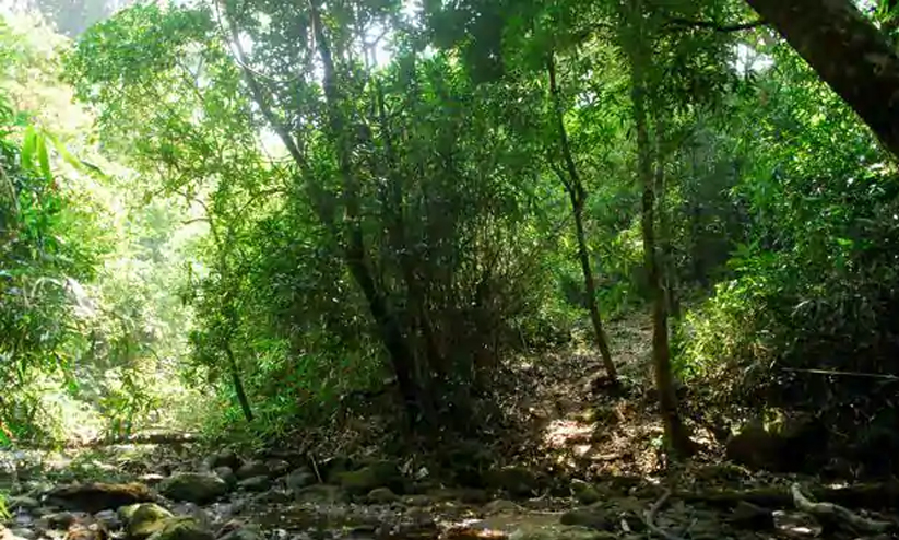 വഴിതെറ്റി അമരാട് വനത്തിൽ കുടുങ്ങിയ കാസർകോട് സ്വദേശികളെ കണ്ടെത്തി വഴിതെറ്റി അമരാട് വനത്തിൽ കുടുങ്ങിയ കാസർകോട് സ്വദേശികളെ കണ്ടെത്തി