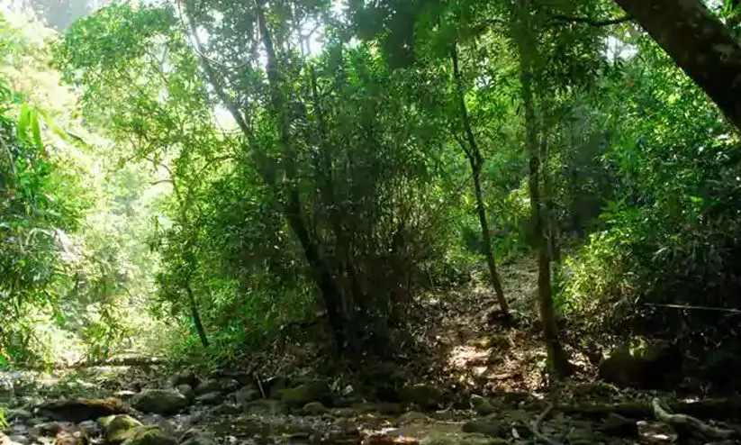 വഴിതെറ്റി അമരാട് വനത്തിൽ കുടുങ്ങിയ കാസർകോട് സ്വദേശികളെ കണ്ടെത്തി വഴിതെറ്റി അമരാട് വനത്തിൽ കുടുങ്ങിയ കാസർകോട് സ്വദേശികളെ കണ്ടെത്തി