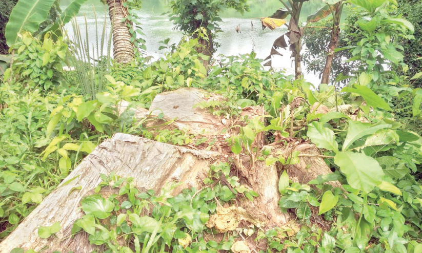 kuttyadi teak cut kuttyadi teak cut