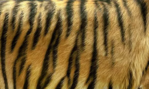 കടുവ, പുള്ളിപ്പുലി തോലുകൾ പിടിച്ചെടുത്തു; ആറു പേർ അറസ്റ്റിൽ