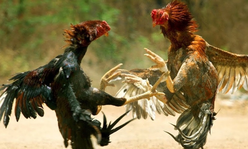 hen fight