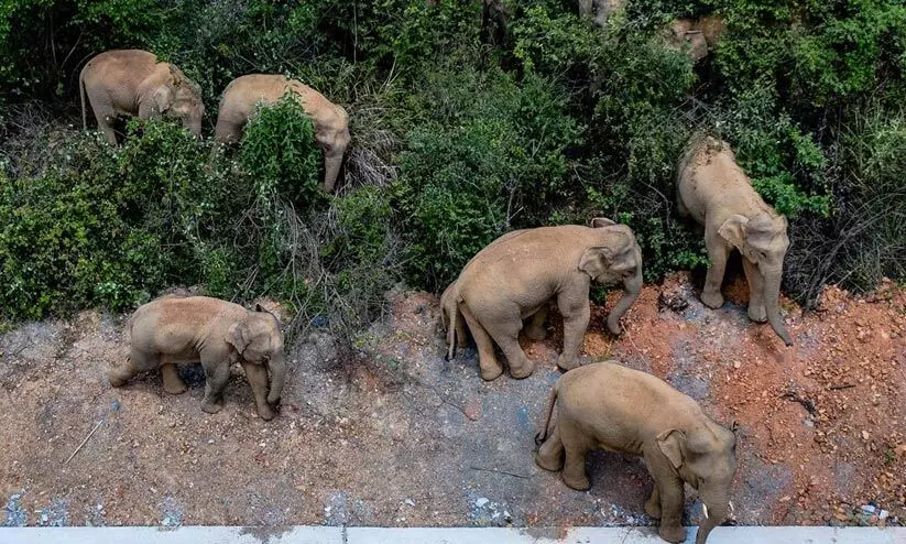 china elephant 12721 china elephant 12721