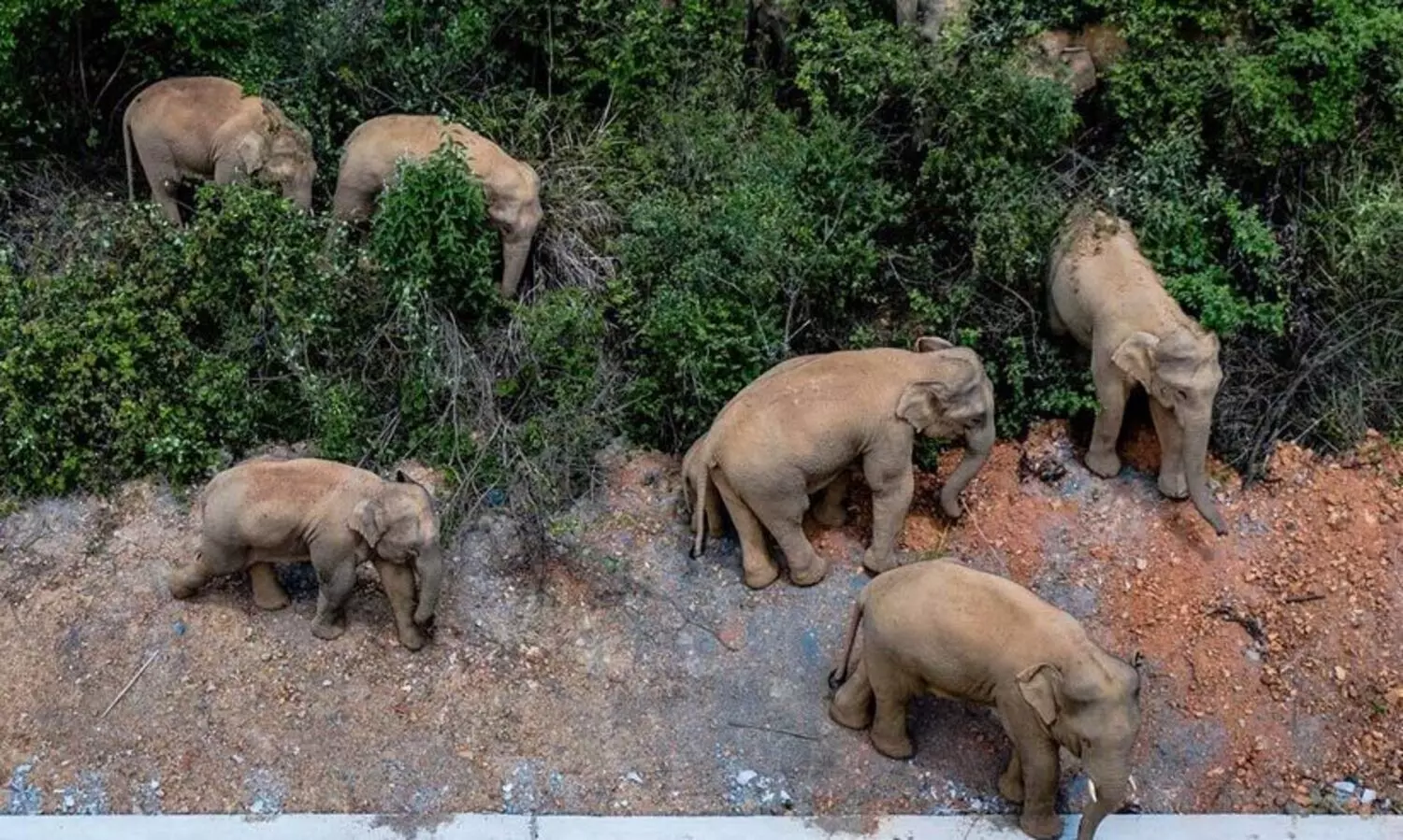 china elephant 12721