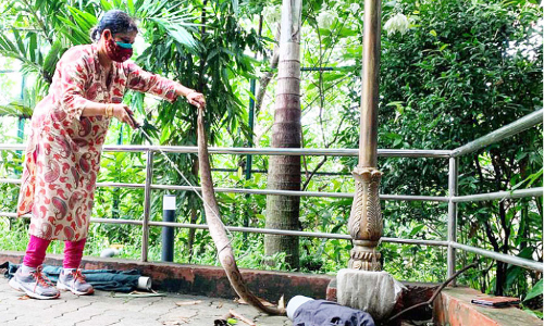 വിദ്യ വന്നു, പാമ്പ് സഞ്ചിയിലായി വിദ്യ വന്നു, പാമ്പ് സഞ്ചിയിലായി