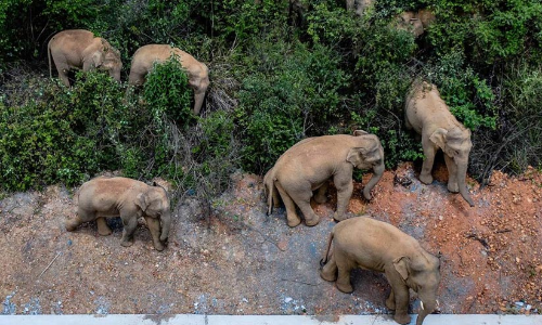 china elephant 12721