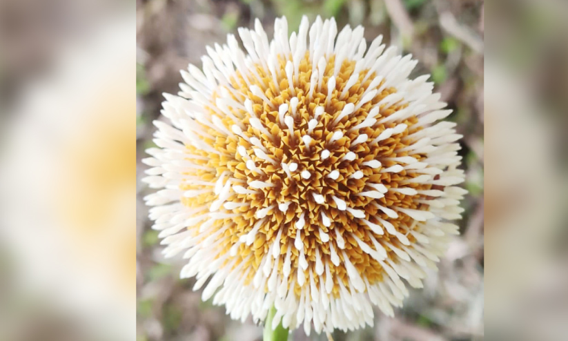 കാഴ്ചയുടെ വിരുന്നൊരുക്കി കൊറോണപ്പൂ കാഴ്ചയുടെ വിരുന്നൊരുക്കി കൊറോണപ്പൂ